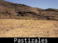 /album/ecosistemas-de-mexico1/pastizales-jpg/
