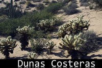 /album/ecosistemas-de-mexico1/dunascosteras-jpg/