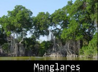 /album/ecosistemas-de-mexico1/manglares-jpg/