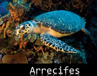 /album/ecosistemas-de-mexico1/arrecifes-jpg/